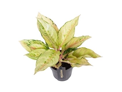 90773 aglaonema chartreuse pretty prumer 12 cm