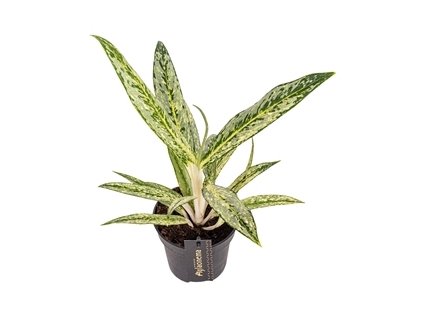 90779 aglaonema matcha lemon prumer 12 cm