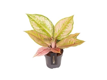90782 aglaonema pastella prumer 12 cm