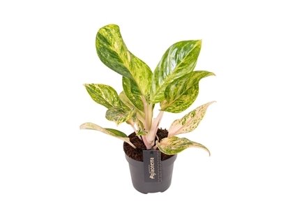 90785 aglaonema peach pearl prumer 12 cm