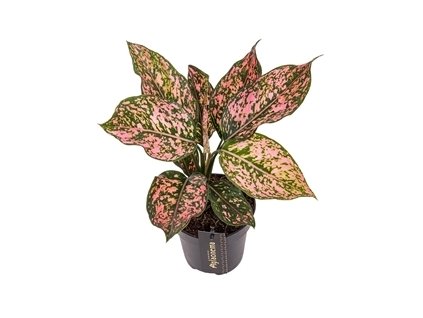 90791 aglaonema pink leopard prumer 12 cm