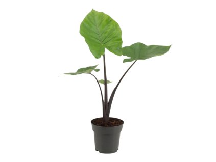 90803 alocasia black cobra prumer 17 cm