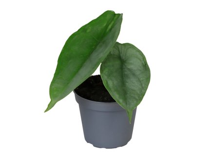 90809 alocasia dragon breath prumer 6 cm