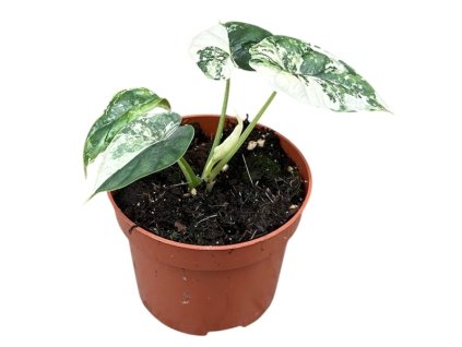 90815 alocasia dragon skill variegata prumer 10 5 cm