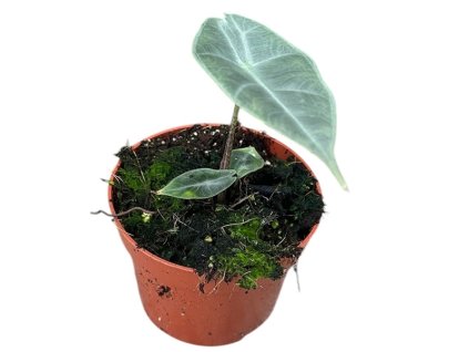 90830 alocasia longiloba silver prumer 10 5 cm