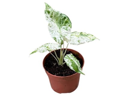90836 alocasia macrorrhiza splash prumer 10 5 cm