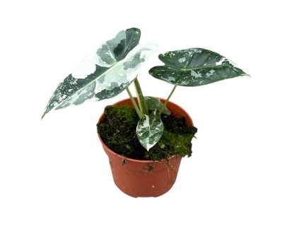 90839 alocasia micholitziana frydek prumer 10 5 cm