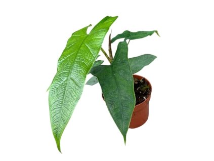 Alocasia Sulawesi Green Carpet, průměr 10,5 cm
