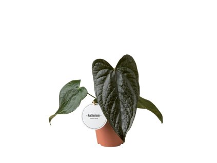 90851 anthurium queen of hearts prumer 12 cm