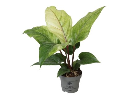 90857 anthurium renaissance variegata prumer 12 cm