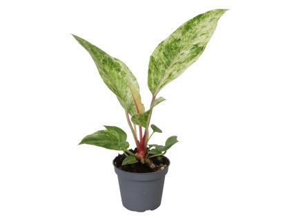 90860 anthurium renaissance variegata prumer 6 cm