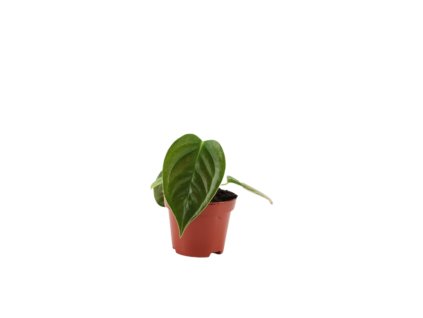 90869 anthurium veitchii prumer 6 cm