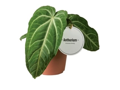 90872 anthurium villenaorum prumer 12 cm