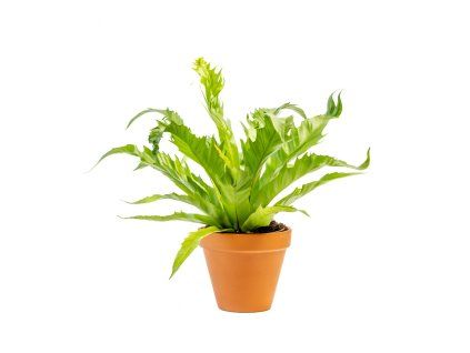 Asplenium Gioia, průměr 12 cm