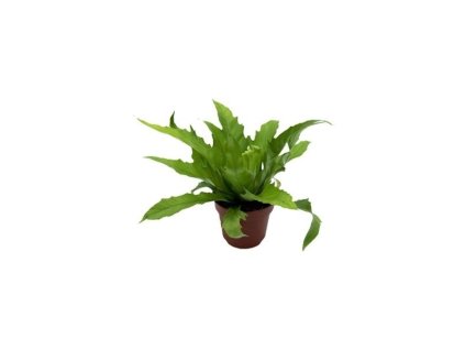 Asplenium Gioia, průměr 12 cm  Sleziník