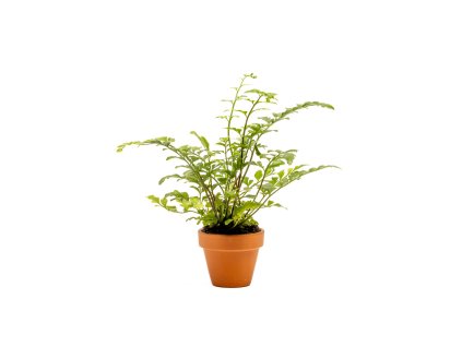 Asplenium Parvati, průměr 6 cm