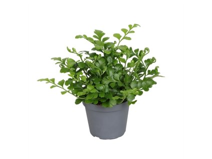 Asplenium Parvati, průměr 6 cm  Sleziník