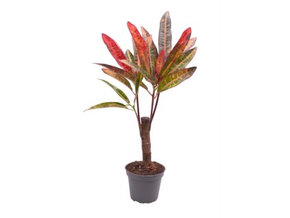 90890 codiaeum excurrens prumer 6 cm