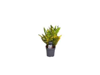 90893 codiaeum gold dust prumer 7 cm
