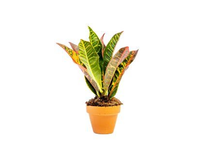 Codiaeum Petra, průměr 6 cm