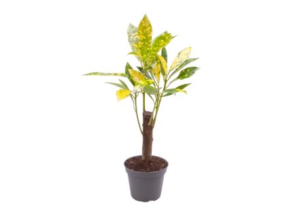 90899 codiaeum variegatum aucubaefolia prumer 6 cm