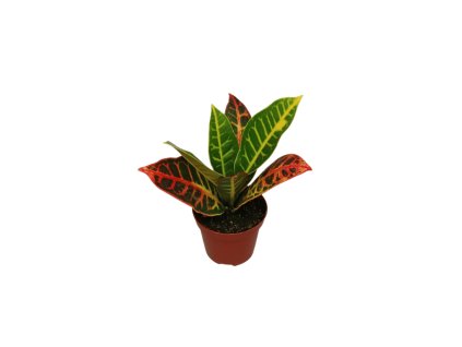 90902 codiaeum variegatum petra prumer 9 cm