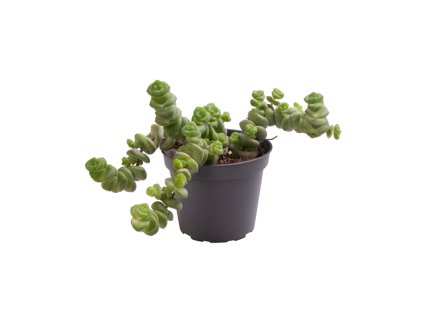 Crassula Hottentot, průměr 6 cm  Krasule, Tlustice, Strom života