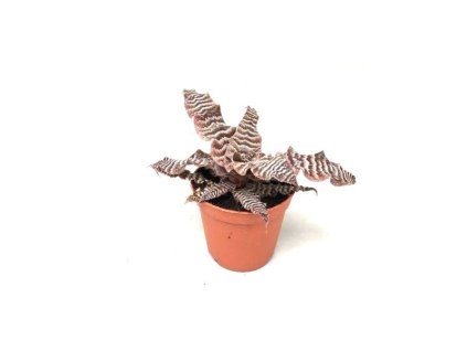 Cryptanthus Zonatus, průměr 9 cm  Kryptantus, skrytěnec