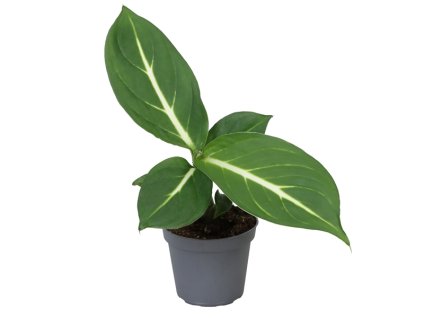 Dieffenbachia Sterling, průměr 6 cm  Difenbachie, mramornatka
