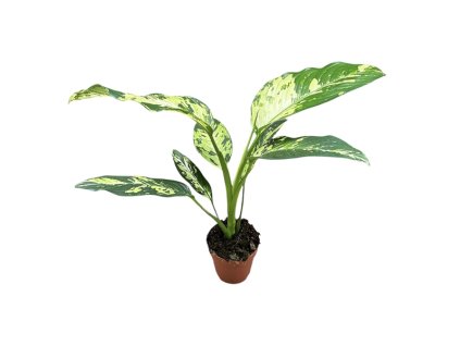 Dieffenbachia Yellow Star, průměr 17 cm  Difenbachie, mramornatka
