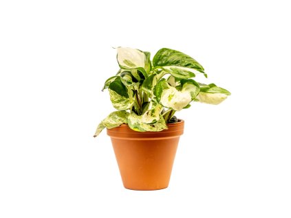 Epipremnum pinnatum Manjula, průměr 12 cm