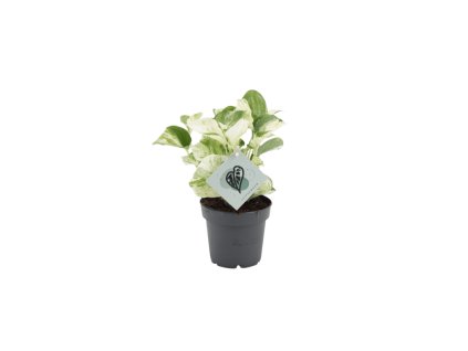 Epipremnum pinnatum Manjula, průměr 12 cm  Šplhavník, Šplhavnice zlatá