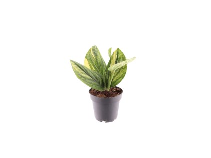 Epipremnum pinnatum Marble Variegata, průměr 12 cm  Šplhavník, Šplhavnice zlatá
