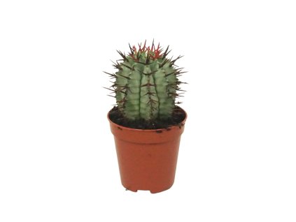 Euphorbia Horrida, průměr 6 cm  Pryšec