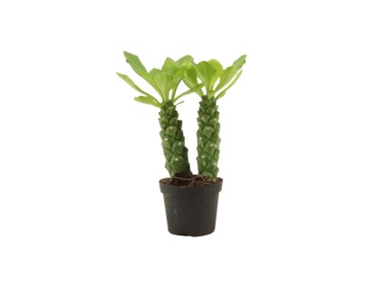 Euprhobia Monadenium Guentheri, průměr 6 cm  Pryšec