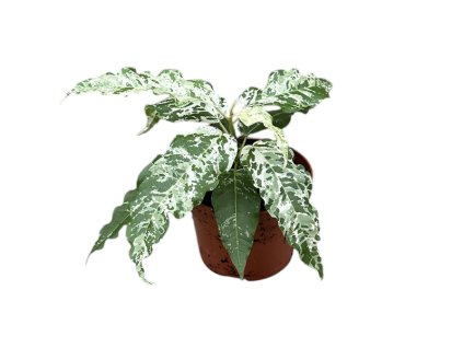 Ficus Snowstorm, průměr 9 cm  Fíkus