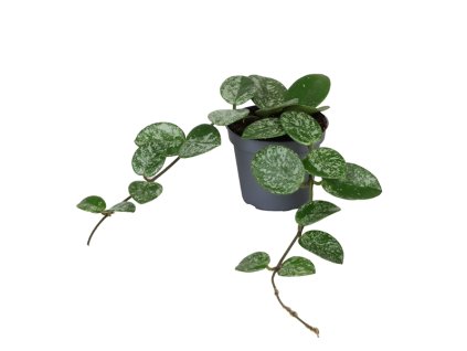 90953 hoya mathilde splash prumer 6 cm