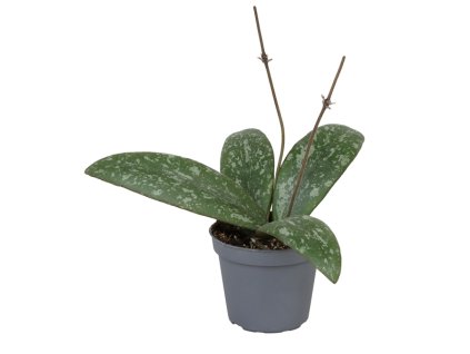 90959 hoya sigillatis prumer 6 cm