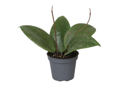 Hoya Wibergiae, průměr 6 cm