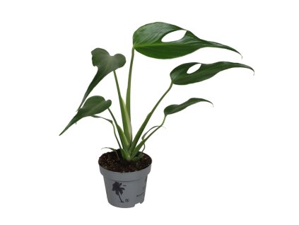 90968 monstera burle marx flame prumer 12 cm
