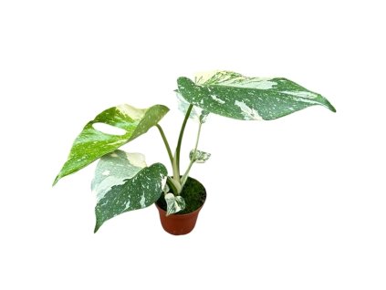 90986 monstera deliciosa thai constellation prumer 8 cm