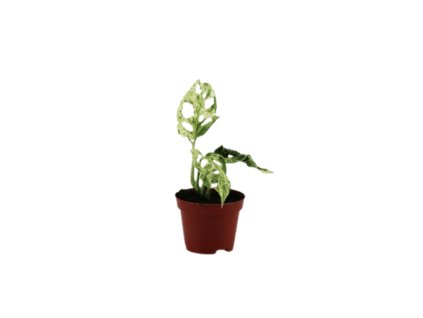90992 monstera frozen freckles prumer 6 cm