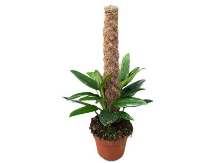 90995 monstera standleyana variegata prumer 17 cm