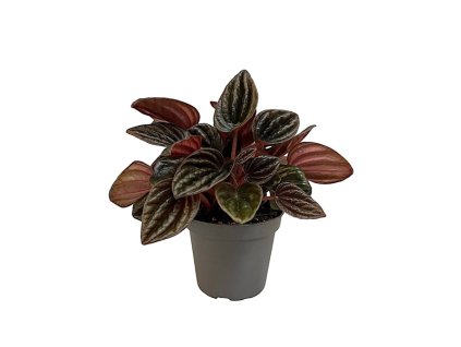 90998 peperomia caperata montevideo prumer 6 cm