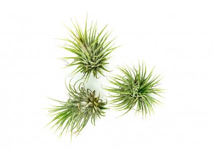 91 3 tillandsia ionantha green