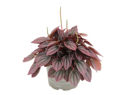 91001 peperomia caperata cayenne prumer 12 cm