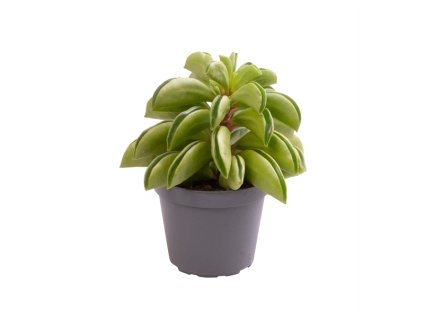 91004 peperomia caperata fire sparks prumer 6 cm