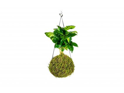 Kokedama Coffea arabica (M)  Kávovník arabský