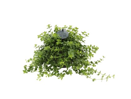 91010 peperomia deppeane prumer 12 cm