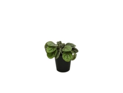 91013 peperomia greyhound prumer 6 cm